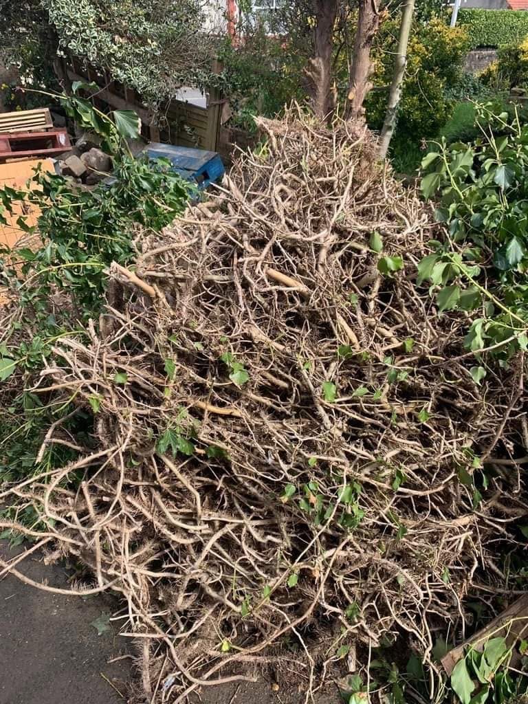 Cut branches piled for garden waste removal