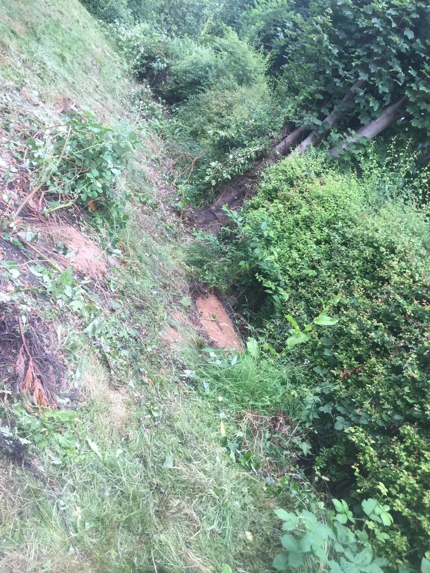 Dense leafy garden slope
